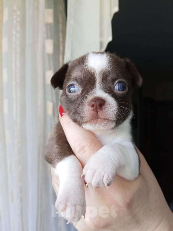 Собаки в Волгограде: Мальчик шоколадного окраса с белыми вкраплениями Мальчик, 35 000 руб. - фото 2