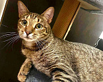 Кошки в Санкт-Петербурге: Кот Борис очень ждет …  Мальчик, Бесплатно - фото 2