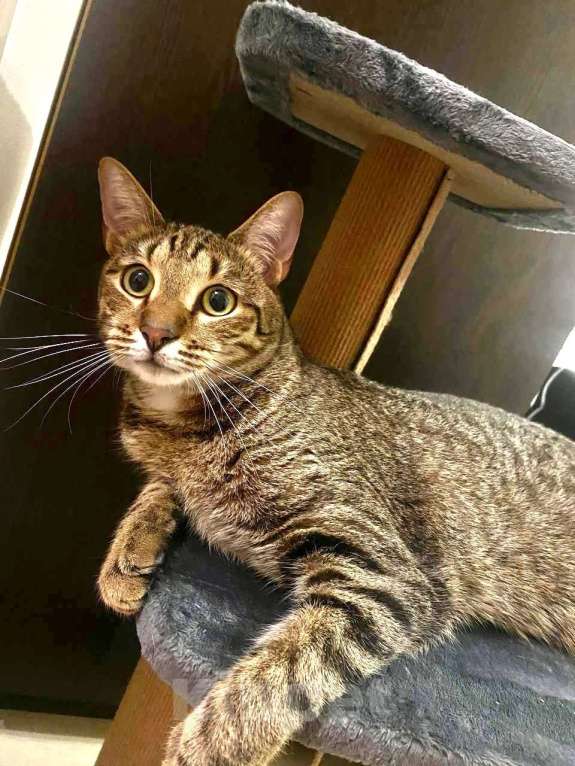 Кошки в Санкт-Петербурге: Кот Борис очень ждет …  Мальчик, Бесплатно - фото 2