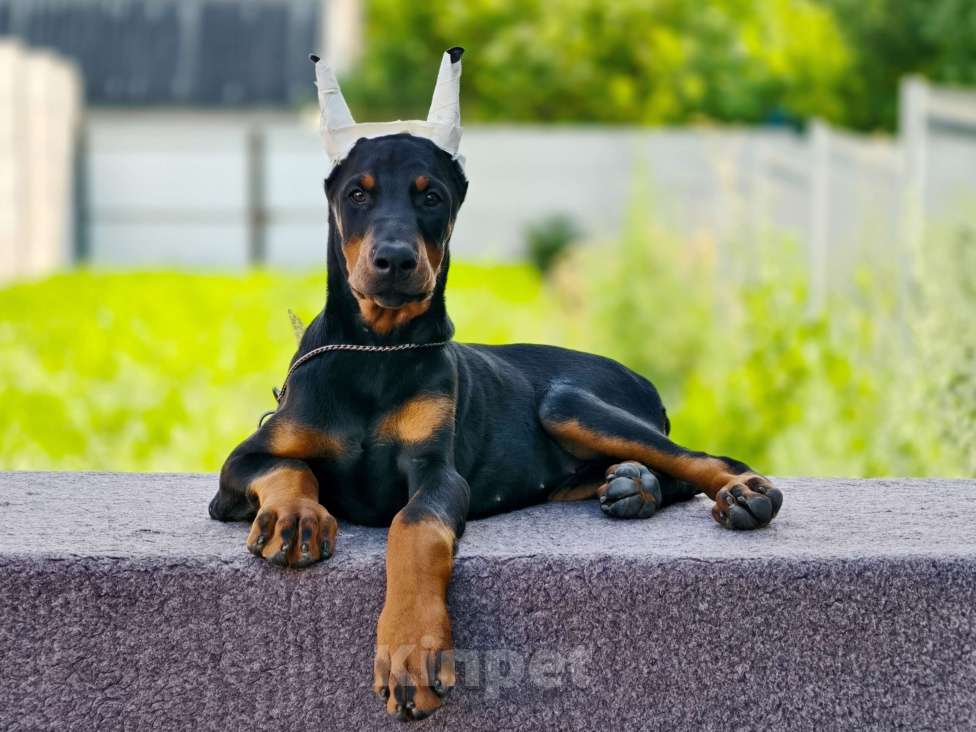 Собаки в Курске: Очаровательная девочка РКФ  Девочка, 105 000 руб. - фото 4