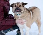Собаки в Москве: Собака-компаньон в дар Девочка, Бесплатно - фото 4