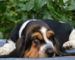 Собаки в Армавире: Девочка бассет хаунд Девочка, 70 000 руб. - фото 1