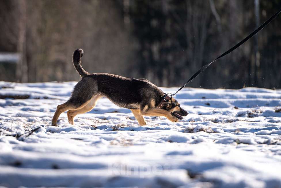 Собаки в Клине: Доня — необыкновенно ласковая собачка Девочка, Бесплатно - фото 3