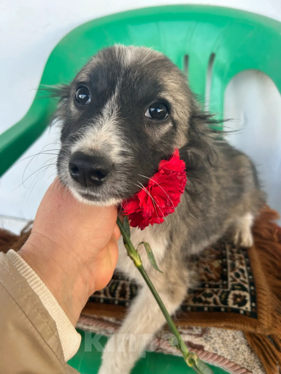 Собаки в Москве: Малышки-девчонки в добрые руки Девочка, Бесплатно - фото 5