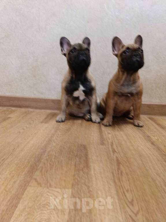 Собаки в Москве: Щенки французского бульдога Девочка, 50 000 руб. - фото 3