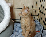 Кошки в Калуге: Котенок Рыжик в добрые руки Мальчик, Бесплатно - фото 2