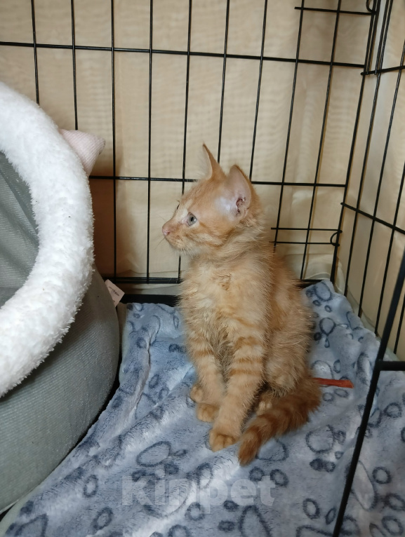Кошки в Калуге: Котенок Рыжик в добрые руки Мальчик, Бесплатно - фото 2