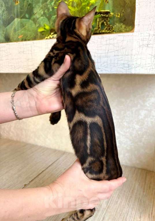 Кошки в Москве: Клубные бенгальские котята - мальчик Мальчик, 55 000 руб. - фото 2