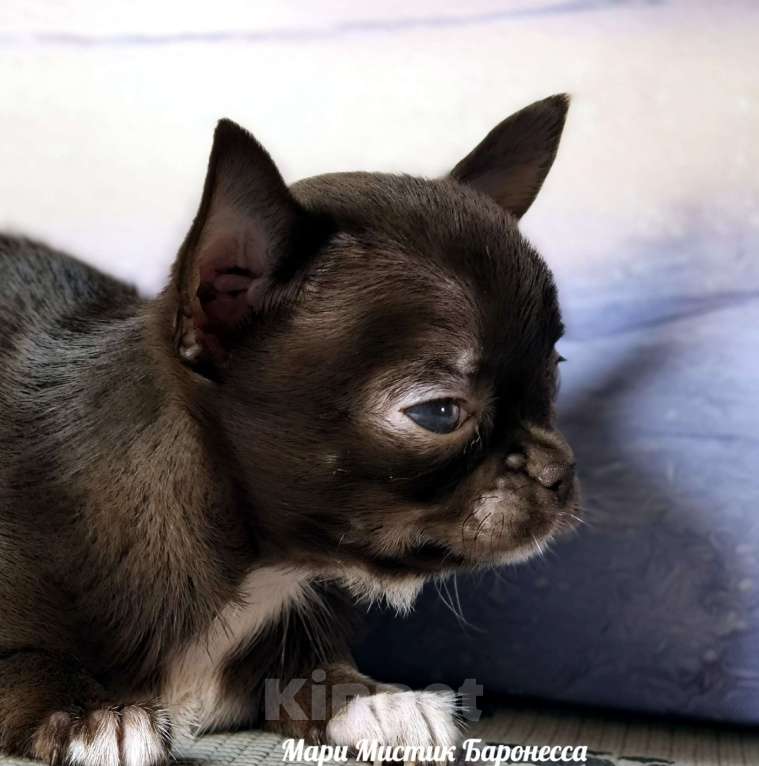Собаки в Санкт-Петербурге: Супер мини Баронесса шоколадного окраса чихуахуа Девочка, 150 000 руб. - фото 4
