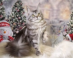 Кошки в Лодейном Поле: Кошка Мейн-Кун Рафаэлька  Девочка, 13 000 руб. - фото 9