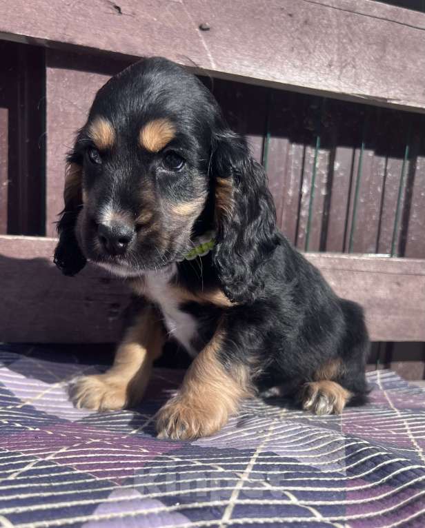 Собаки в других городах Ставропольского края: Английский Кокер спаниель  Мальчик, 5 000 руб. - фото 2