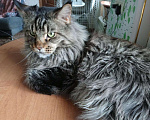 Кошки в Новокузнецке: Мейн кун вязка, 2 500 руб. - фото 2