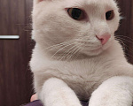 Кошки в Александровске-Сахалинском: Красивейший белый кот в добрые руки , Бесплатно - фото 3