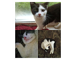 Кошки в Рязани: Черно- белые котята Мальчик, 10 руб. - фото 4
