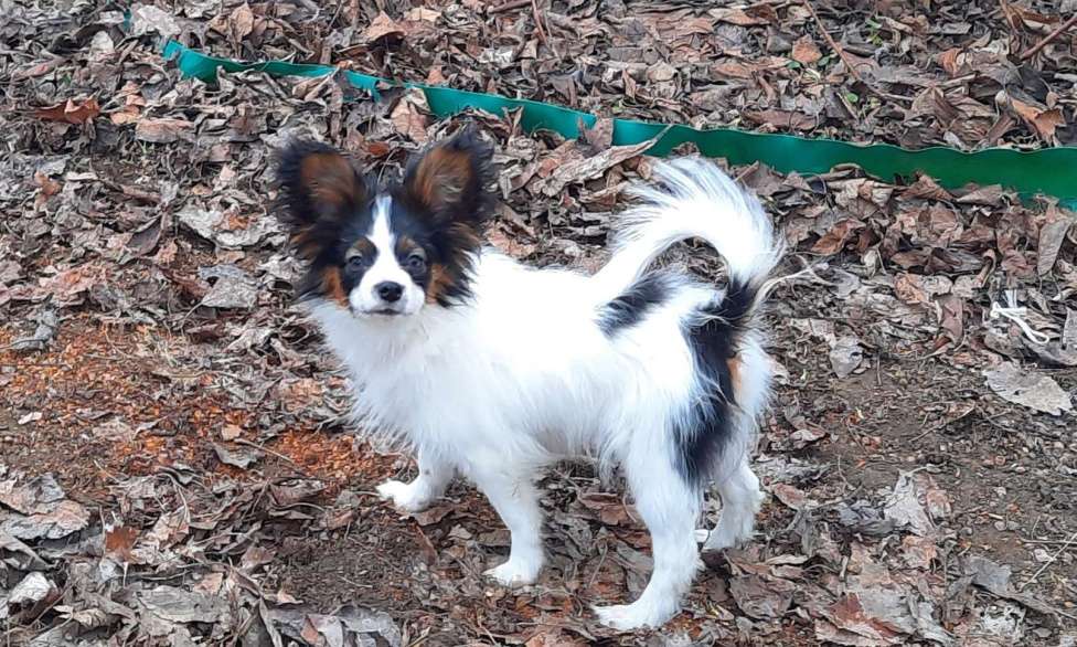 Собаки в Москве: Папийон мальчик Мальчик, 30 000 руб. - фото 5