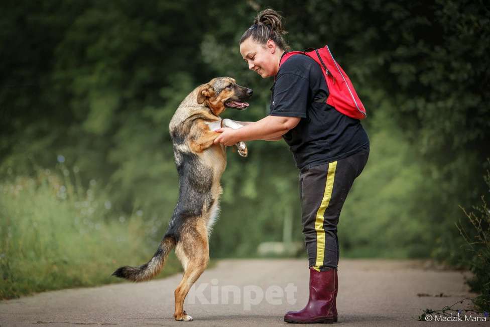Собаки в Москве: Энджел Девочка, Бесплатно - фото 4