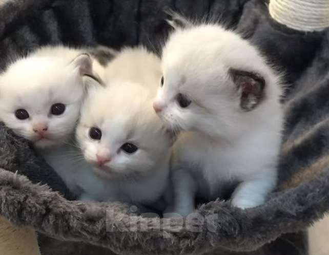 Кошки в Москве: Самые нежные  котята Рэгдолл  Мальчик, 25 000 руб. - фото 1
