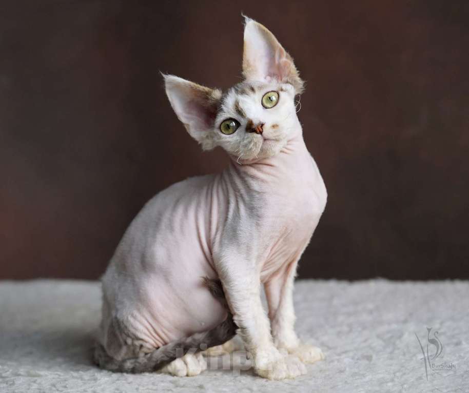 Кошки в Москве: Девон-рекс мальчик арлекин Мальчик, Бесплатно - фото 4