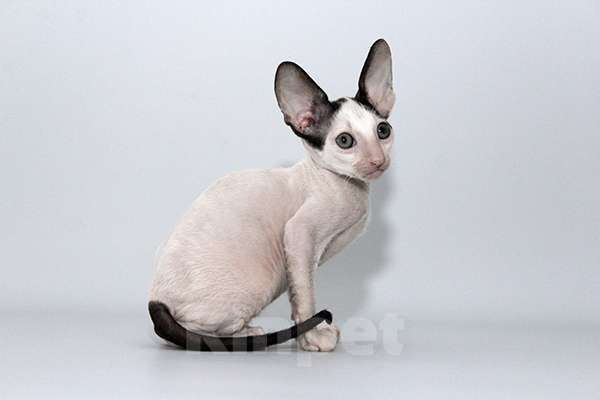 Кошки в Москве: Котик черный ван Лукас Мальчик, 70 000 руб. - фото 9