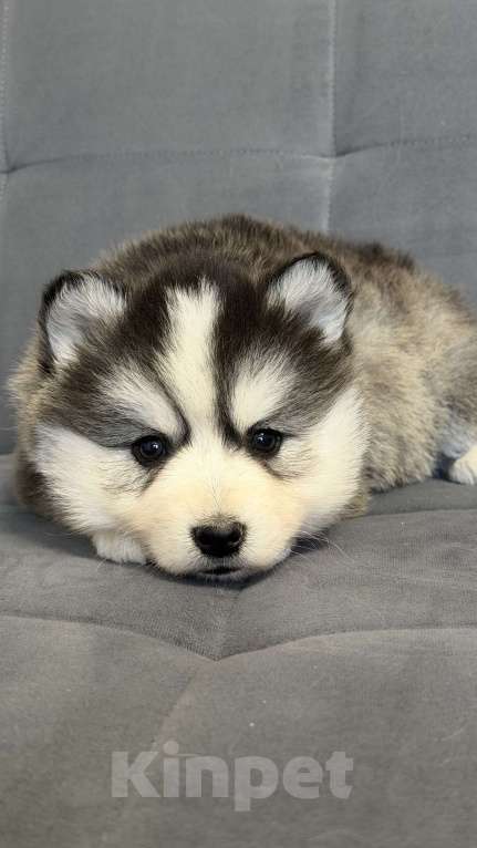 Собаки в Санкт-Петербурге: Девочка помски Девочка, 40 000 руб. - фото 2