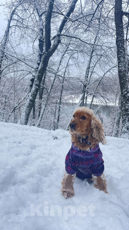 Собаки в Уфе: Спаниель Мишель Девочка, Бесплатно - фото 3