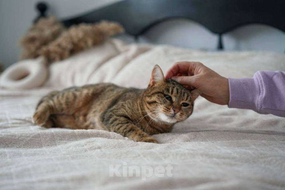 Кошки в Москве: Кошечка Соня ищет дом!  Девочка, Бесплатно - фото 7