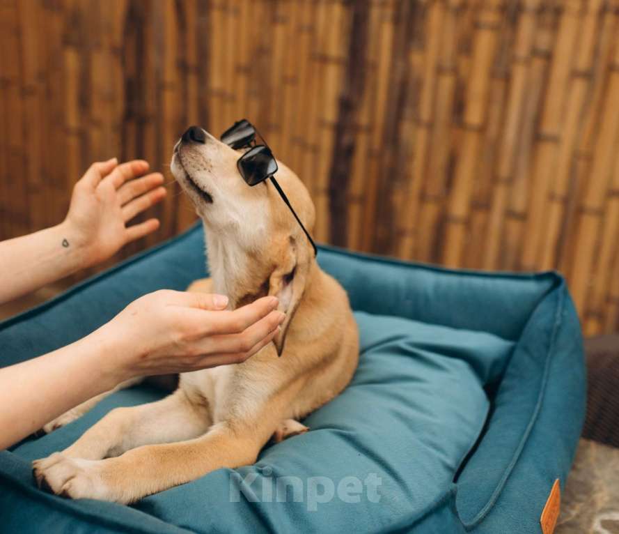 Собаки в Москве: Щенок анатолийской овчарки Эльбрус в добрые руки Мальчик, Бесплатно - фото 2