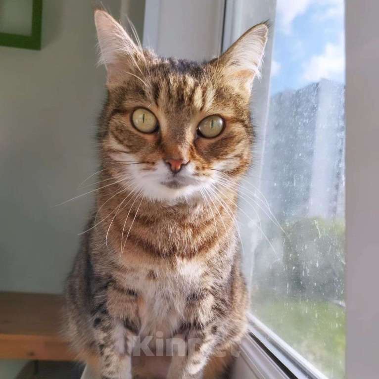 Кошки в Москве: Самая ласковая кошечка на свете Девочка, Бесплатно - фото 2