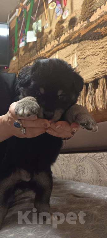 Собаки в других городах Ленинградской области: Австралийский ретривер Мальчик, Бесплатно - фото 2