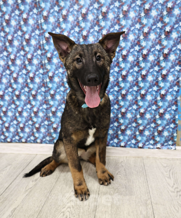 Собаки в Москве: Щенки бесплатно в Москве Девочка, Бесплатно - фото 2