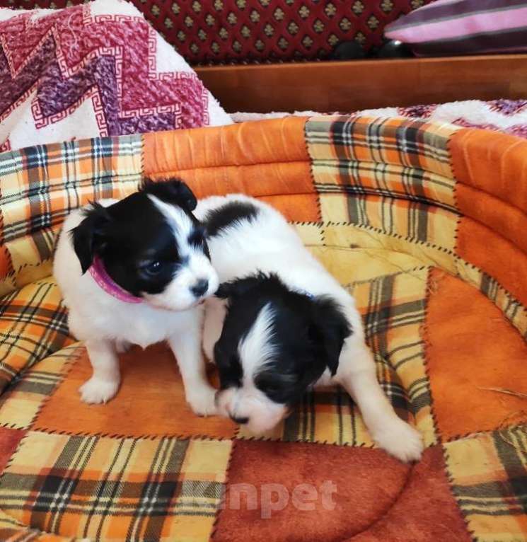 Собаки в Севастополе: Папильон- бабочка Мальчик, 40 000 руб. - фото 2