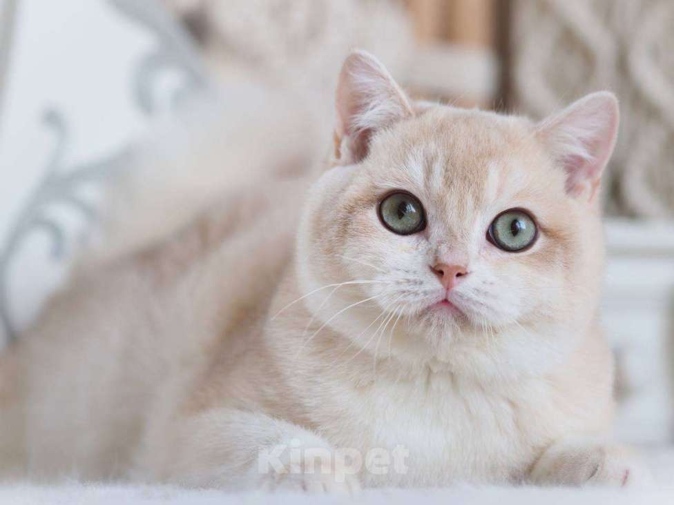 Кошки в Москве: Британский котенок Раф Мальчик, 150 000 руб. - фото 10