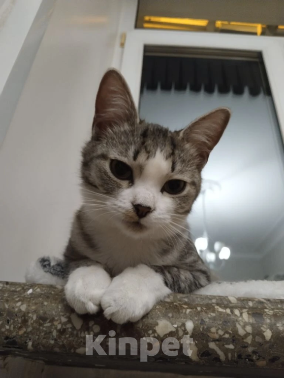 Кошки в Москве: Ласковая кошечка в добрые руки Девочка, Бесплатно - фото 3