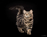 Кошки в Новосибирске: Сибирский котенок Вафля Девочка, 70 000 руб. - фото 1