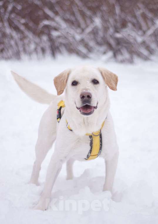 Собаки в Москве: Его выбросили хозяева, но Луни не утратил веру в лбдей Мальчик, Бесплатно - фото 5