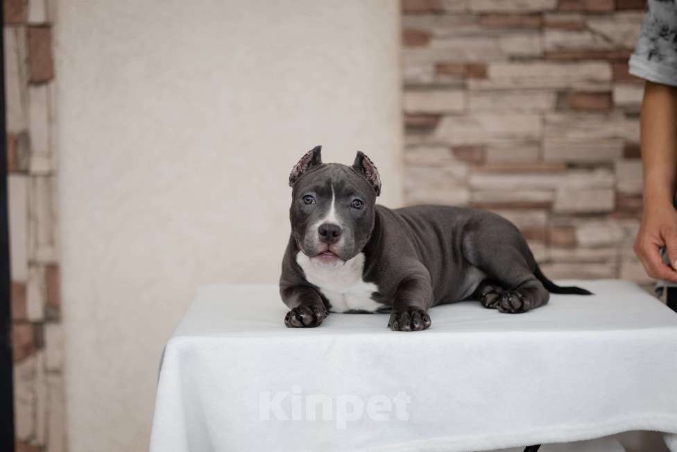 Собаки в Краснодаре: Щенок Американского булли Девочка, 180 000 руб. - фото 2