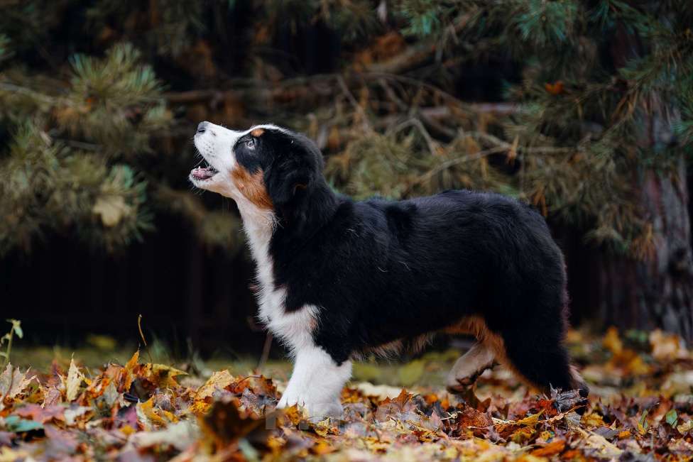 Собаки в Звенигороде: Аусси девочка Девочка, 40 000 руб. - фото 9