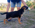 Собаки в Новороссийске: Немецкая овчарка Мальчик, Бесплатно - фото 3