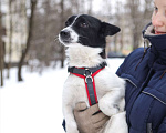 Собаки в Санкт-Петербурге: Миниатюрная Вива в добрые руки Девочка, Бесплатно - фото 3