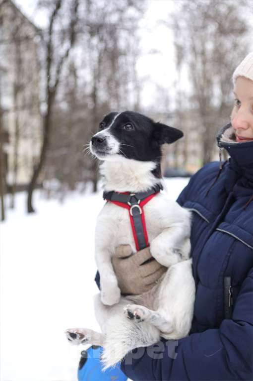 Собаки в Санкт-Петербурге: Миниатюрная Вива в добрые руки Девочка, Бесплатно - фото 3