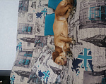 Собаки в Бийске: Собаку в добрые руки - (добрая 2 года, послушная кличка Ева-девочка,) ей не терпеться найти хозяев Девочка, Бесплатно - фото 2