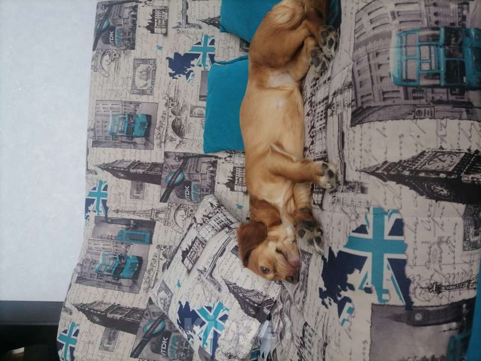 Собаки в Бийске: Собаку в добрые руки - (добрая 2 года, послушная кличка Ева-девочка,) ей не терпеться найти хозяев Девочка, Бесплатно - фото 2