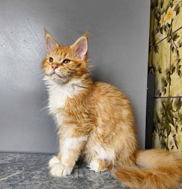 Кошки в Москве: Котёнок Мейн-кун Девочка Девочка, 55 000 руб. - фото 9