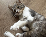 Кошки в Симферополе: Котенок Девочка, Бесплатно - фото 3
