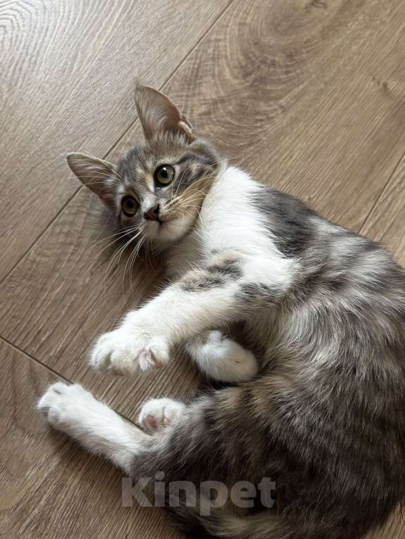 Кошки в Симферополе: Котенок Девочка, Бесплатно - фото 3