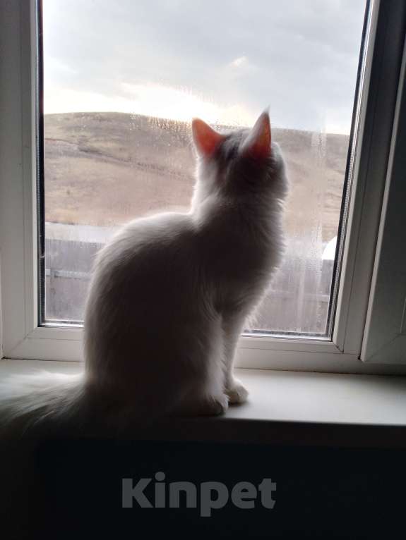 Кошки в других городах Красноярского края: !!!Потерялась кошка Полли!!!  Девочка, Бесплатно - фото 5