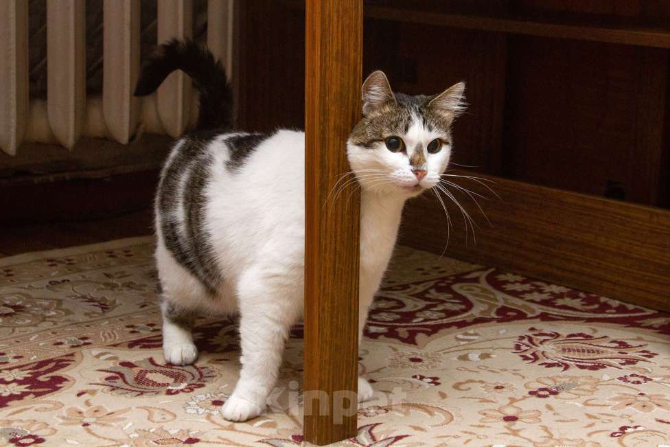 Кошки в Москве: Ищет свою семью плюшевая толстушка Веснушка!  Девочка, Бесплатно - фото 3