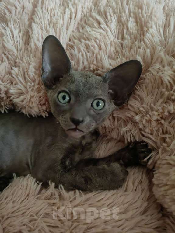 Кошки в Смоленске: Бархатный котенок Мальчик, 35 000 руб. - фото 4
