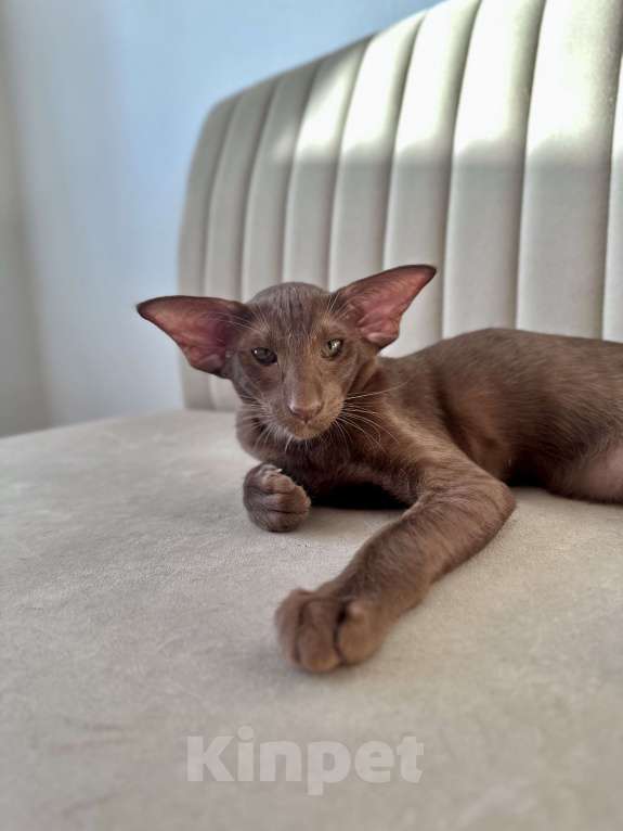 Кошки в Санкт-Петербурге: Шоколадная кошечка Девочка, Бесплатно - фото 8