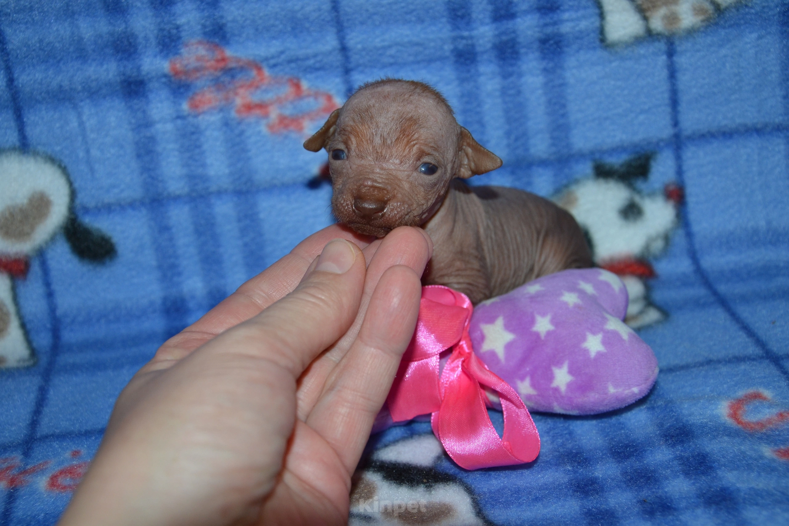 Собаки в Москве: Щенки ксолоитцкуинтли мини Мальчик, 35 000 руб. - фото 2